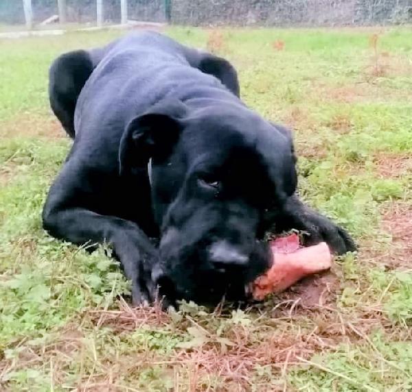 QUEEN magnifica gigantessa Corso/Labrador nero Foto 8